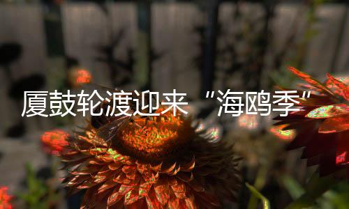 【】都喜欢跟随船只觅食